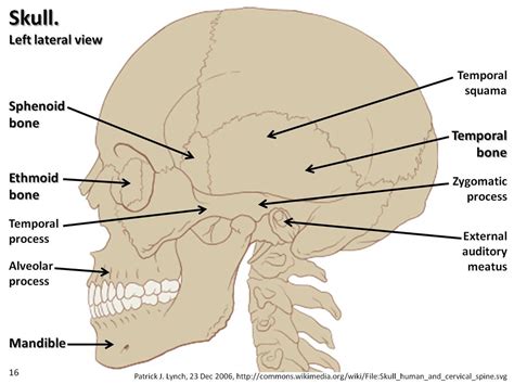 The signs of having a liver. Skull diagram, lateral view with labels part 2 - Axial Ske ...