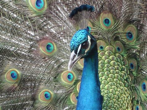 Um Today New Research Provides Further Insight Into The Sexual Rituals Of Peacocks