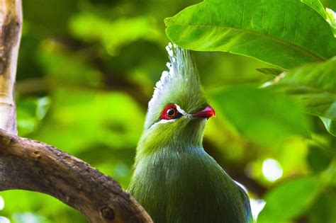 デスクトップ壁紙 自然 写真 ブランチ 緑 野生動物 嘴 Turaco 花 熱帯 動物相 鳥を飾る 脊椎動物 植物