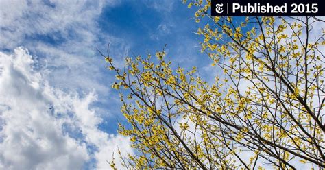 Spring Is So Close You Can Almost Taste It The New York Times