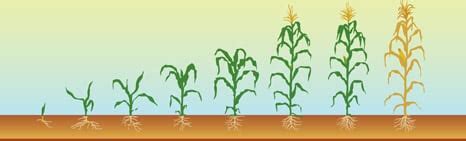 Growth Stages Of Corn Chart