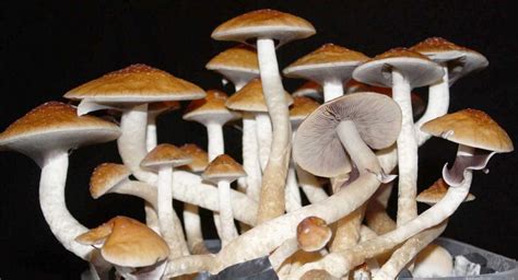 Denver Votes To Decriminalize Psychedelic Mushrooms