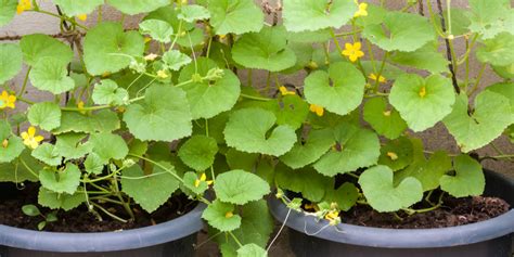 How To Grow Cucumbers In Containers The Secrets To Success