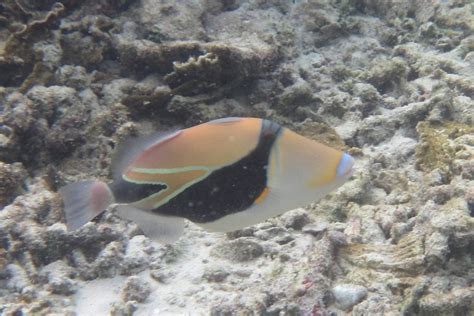 The Wedgetail Triggerfish Whats That Fish