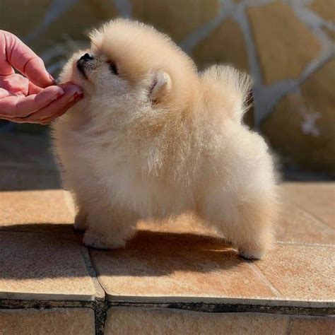 How Much Does It Cost To Buy A Teacup Pomeranian Pets Lovers
