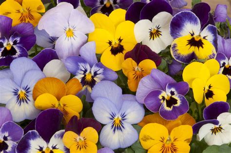 Fiori Primaverili A Tutto Colore E Profumo Magazine Delle Donne