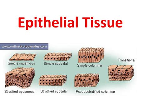 Types Of Epithelial Cells