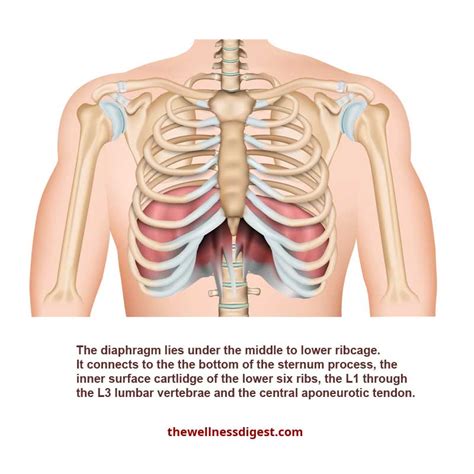 It separates thoracic cavity from the. Diaphragm Muscle: Chest Pain, Rib Pain, Difficulty ...