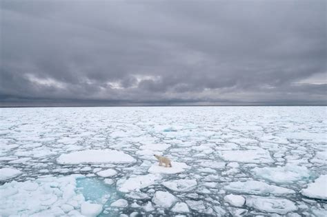 Polar Bears Could Disappear By 2100 Due To Melting Ice Climate Change