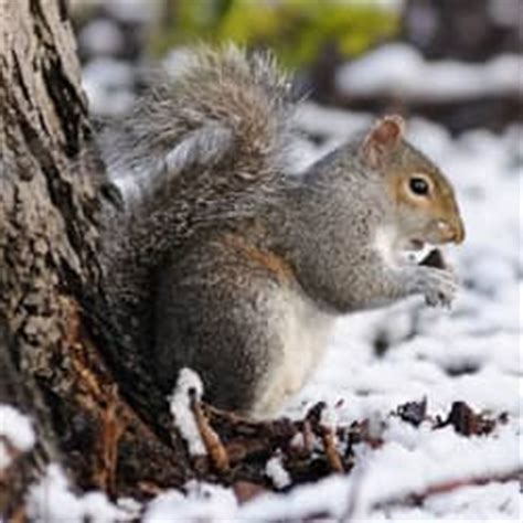 Squirrels are most problematic on properties with or near wooded areas, but they have the potential to live in almost any. Squirrels. Dangerous? Or Just Cute?