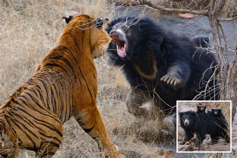 Dramatic Moment 200lb Mother Bear Defending Her Cubs Battles Two