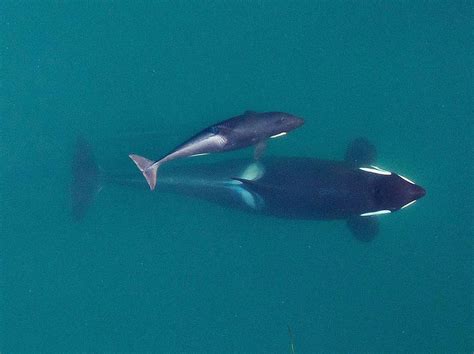 West Coast Habitat Of Endangered Southern Resident Orcas Gets New