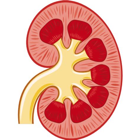 Kidney Clipart Kidney Stone Kidney Kidney Stone Transparent Free For
