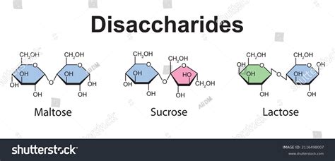 Chemical Illustration Disaccharides Maltose Sucrose Lactose Vector C
