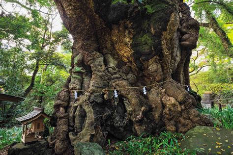 Sacred Camphor Tree ~2000 Years Old The Inspiration Behind The Giant