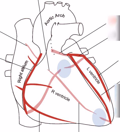 Coronary Arteries Diagram Quizlet