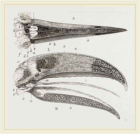 Internal Structure Of Beak And Head Toucan Drawing By Litz Collection