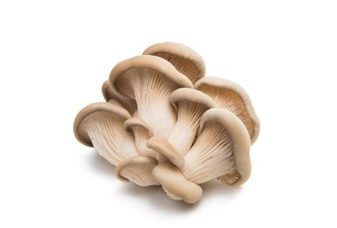 10 Popular Edible Mushrooms And How To Cook With Them Farmers