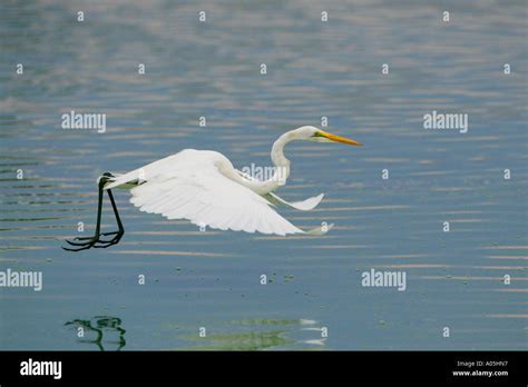 Great White Egret Egretta Alba Flying Above The Water South Africa