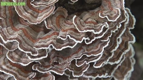 turkey tail mushrooms trametes versicolor look at this beautiful mushroom growing youtube