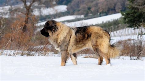 Caucasian Shepherd Dog Breed Health And Care Petmd