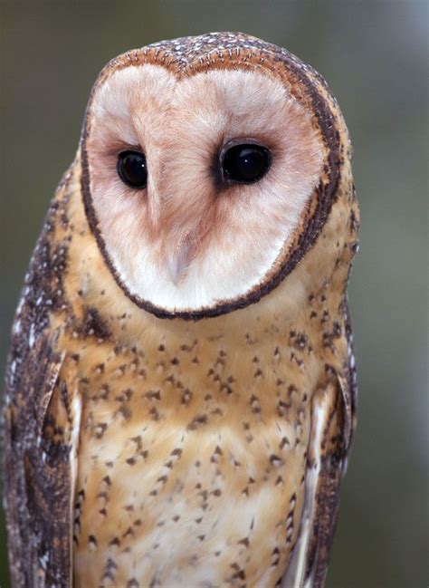 Grass Owl Effraie Des Prairies Tyto Longimenbris Owl South African Birds Owl Photos