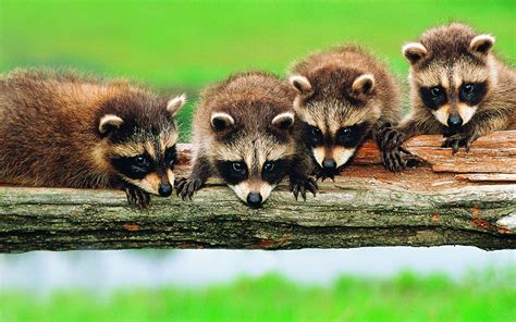 Cute Raccoon Wallpapers Top Free Cute Raccoon Backgrounds