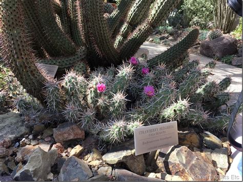 It's against the law in arizona to harm a saguaro cactus: Arizona-Sonora Desert Museum