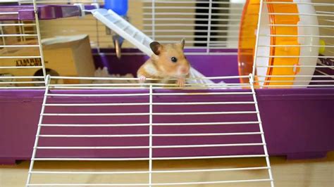 Choco Hamster Inside And Out Of Cage 2013 Sept 06 Youtube