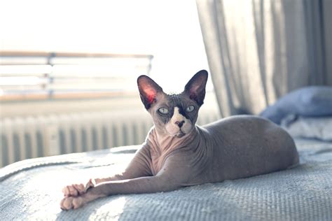 10 Best Hairless Cat Breeds For A Unique Pet Pal