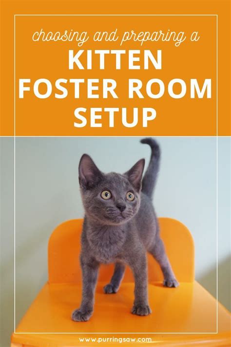 Pin This And Click Through To Read Your Foster Kittens Room Setup