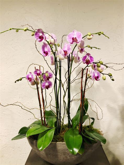 Orchid Opulence In Belmont Ma Jayne S Flowers
