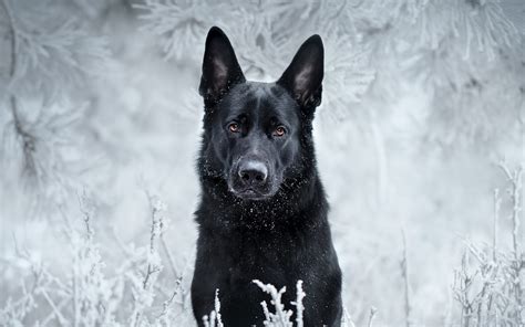 Download Wallpapers Black German Shepherd Bokeh Pets Winter Cute