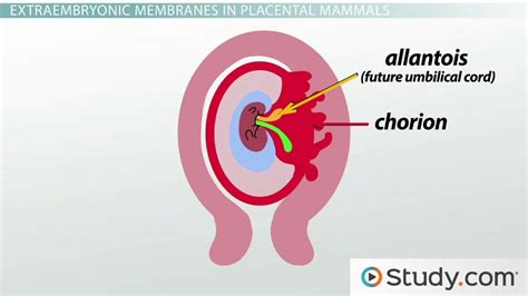 Amnion Yolk Sac And Placenta Overview And Functions Video And Lesson
