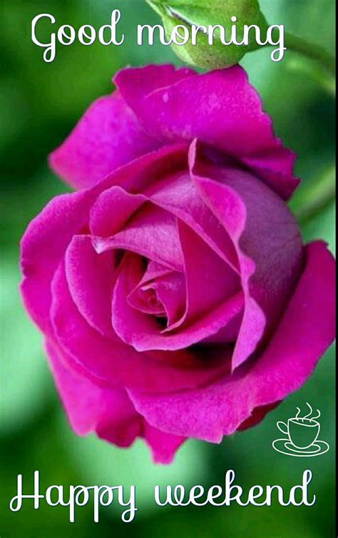 When we wake up in the morning, the day is a new day for us. Pin by Rupali Saha on good morning | Hybrid tea roses ...
