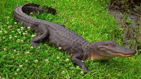 Big Alligator In The Swamps Of Louisiana Stock Footage Video 16665991