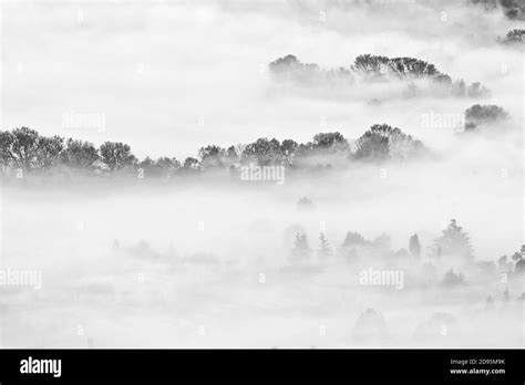 Misty Forest Landscape Black And White Photography Stock Photo Alamy