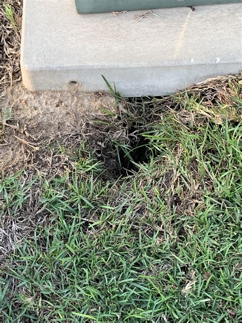 What Is Digging Holes In My Yard Home And Garden