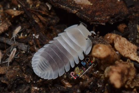 a cute little lemon blue isopod getting ready to molt and looking like a ghost 👻 r isopods