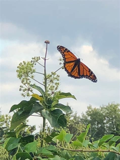 A Beautiful Monarch Butterfly Sent Newschannel 8 Tulsa