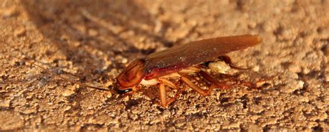Maybe you would like to learn more about one of these? cockroach - Pest Control Wagga