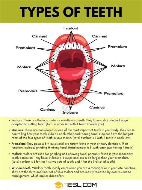 Teeth Names Types Of Teeth Names Of Teeth In English With Pictures ESL