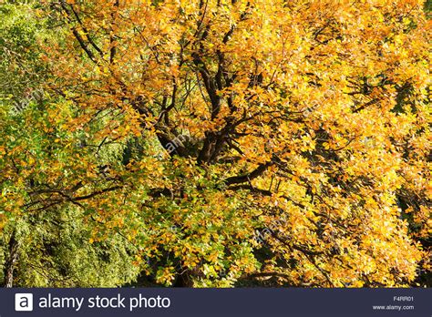 Old Oak Tree Autumn Leaves Hi Res Stock Photography And Images Alamy