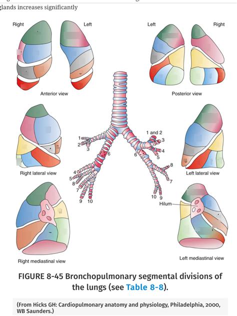 lung anatomy 2 diagram quizlet