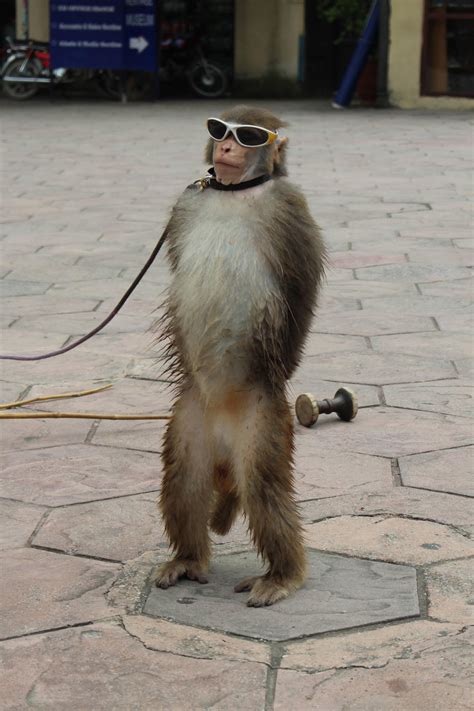 Psbattle This Monkey With Sunglasses Rphotoshopbattles