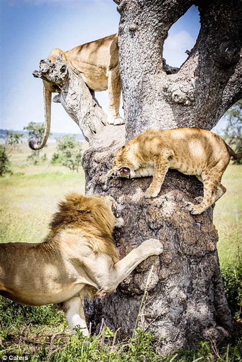 15 Fully Grown Lions Pictured Seeking Solace 15 Feet Up A Tree Daily