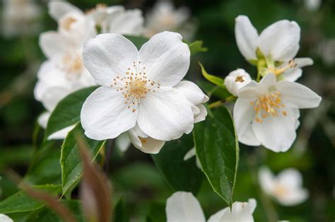 Mock Orange Plant Care And Growing Guide