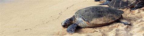 6 Things You Should Know About Sea Turtles In Sri Lanka One Of Sri
