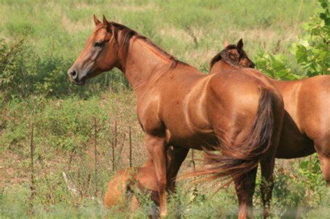 The American Standardbred Horse Breed Facts And Information