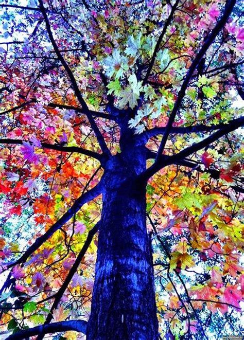 Very Unique And Rare Colorful Trees